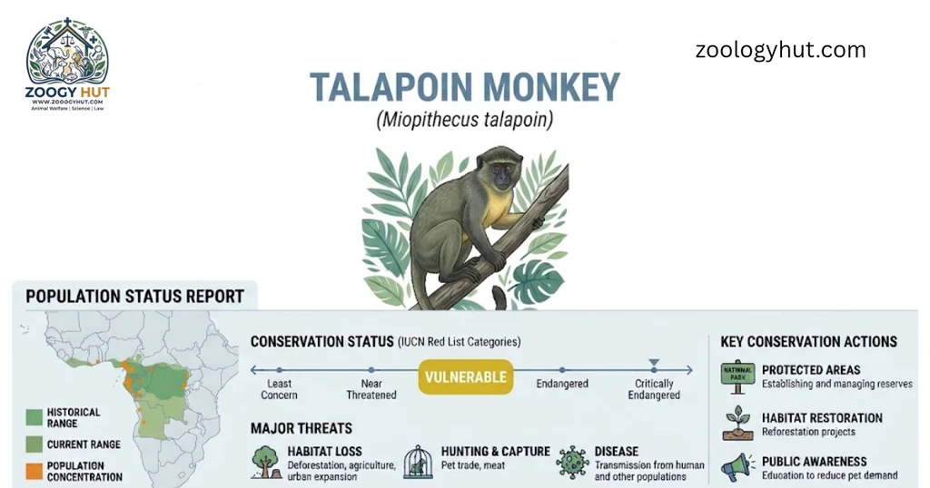 talapoin monkey skull